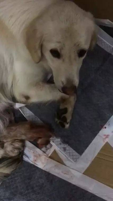 金毛生了9只小奶狗，有只受到狗妈的特殊照顾，主人凑近一看哭了