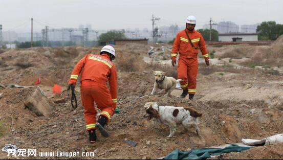 四川茂县山体垮塌事件中的搜救犬是什么品种？