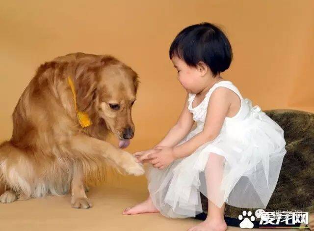 怎么训练狗狗握手 可随时随地的训练它