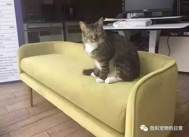 这才是真正的招财猫，真能招财，每天都有人主动给猫咪送钱！