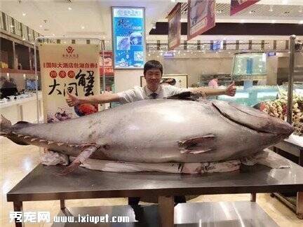 温州现罕见巨型金枪鱼 体重高达715斤