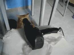主人给猫咪洗澡后，用吹风机帮它吹开，没想到事后……