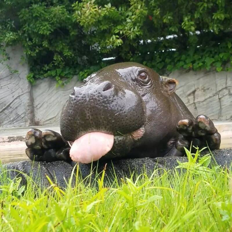 日本东京上野动物园一只爱吐舌头的小河马，太可爱了！