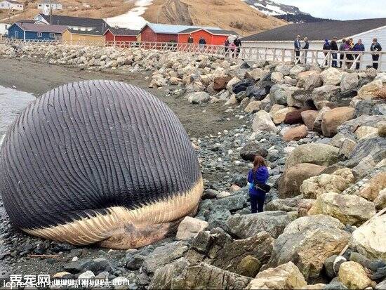 加拿大惊现死亡蓝鲸 心脏重180公斤