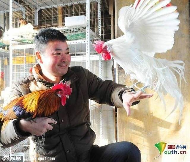 安徽市民养宠物鸡 最贵的近2000元