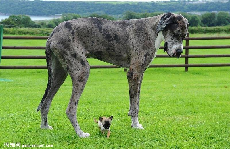 世界最高的狗大丹犬与英国最小的狗吉娃娃在公园邂逅（图）