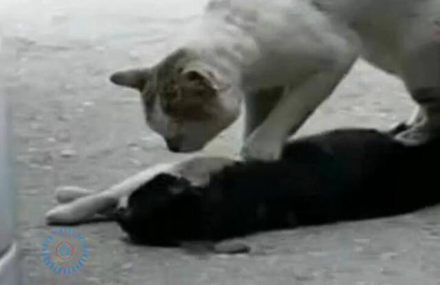 流浪猫疯狂抢救同伴一小时，猫哭泣的场景让人心碎