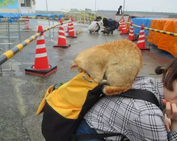 网友蹲下身子，流浪橘猫就跳上去翻背包，这一波亏大了