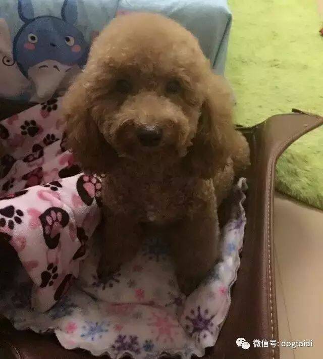 这只泰迪牛了，生了12只小泰迪。。。