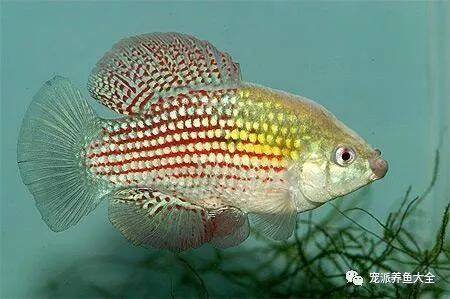 【每日一鱼】美国旗鱼，全身有排状蓝绿色和红色斑点！~