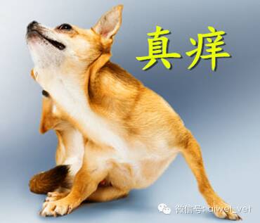 看图识9种“狗狗皮肤病”，不是兽医的你也能“诊断”！