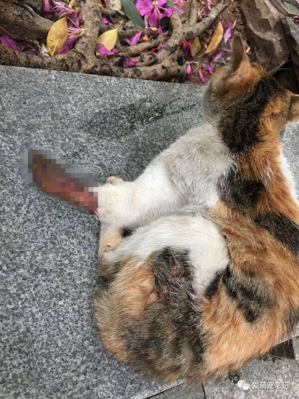 学生妹救了一只左腿受伤的橘猫，带回家治疗后，却让全家人犯难！