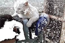 网友把猫交给老妈，后来回去却看到这样一幕...