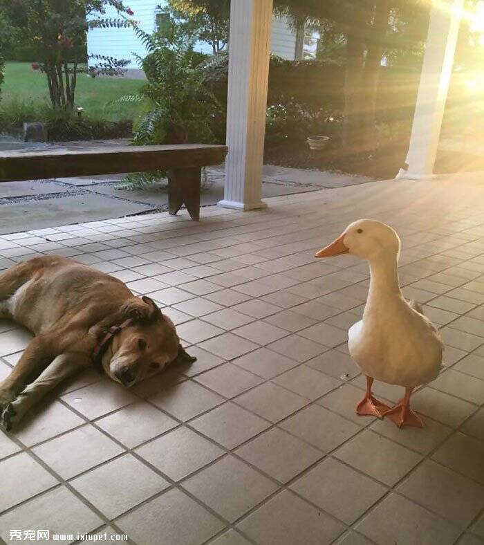 这狗最好的朋友去世后，他郁闷了2年后这只鸭子出现了！
