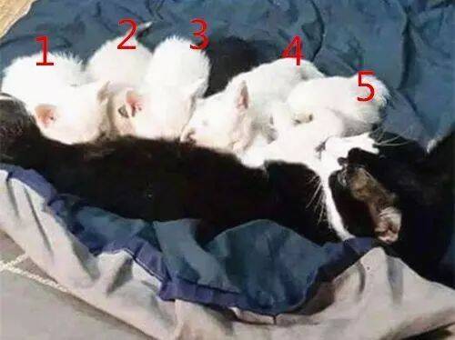 母猫生了5只小猫，公猫看到后没法接受现实
