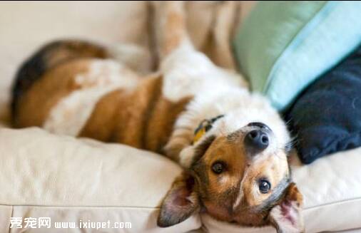 防止狗狗破坏沙发的10个建议
