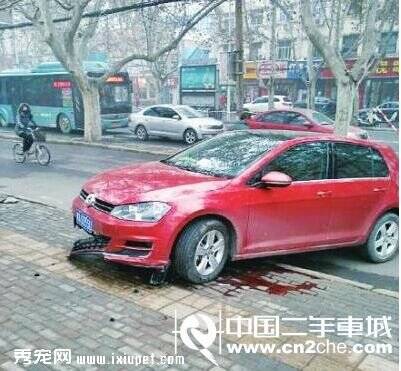 郑州一女司机抱狗开车酿车祸 开车带宠物太危险了！