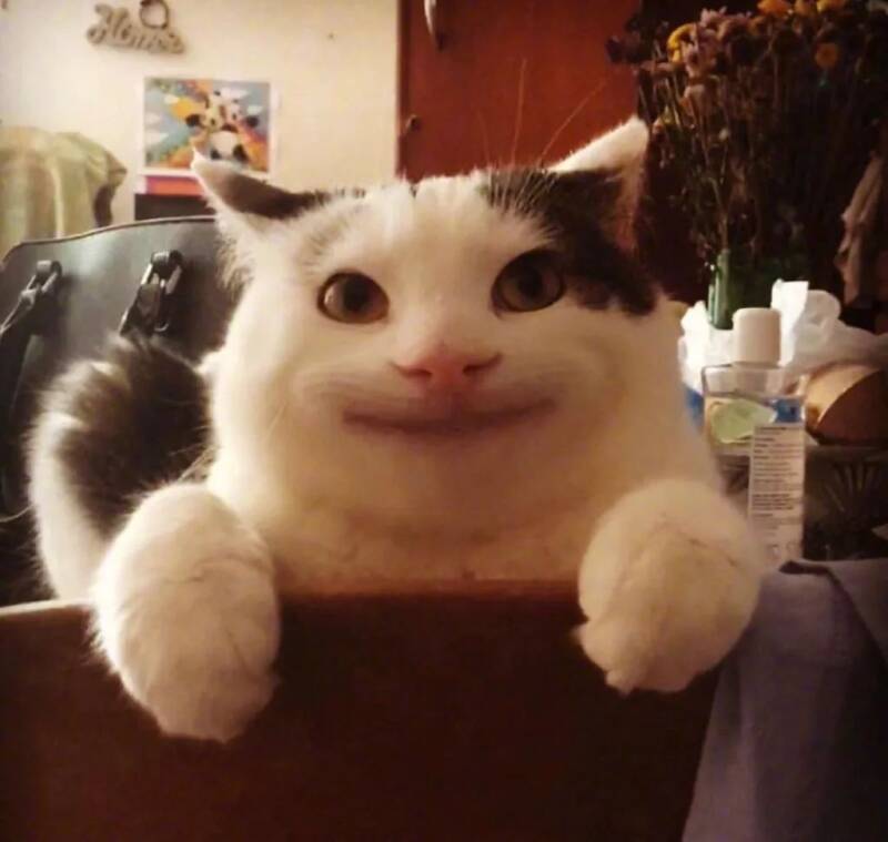 分享一只假笑猫olli，竟然觉得很可爱！