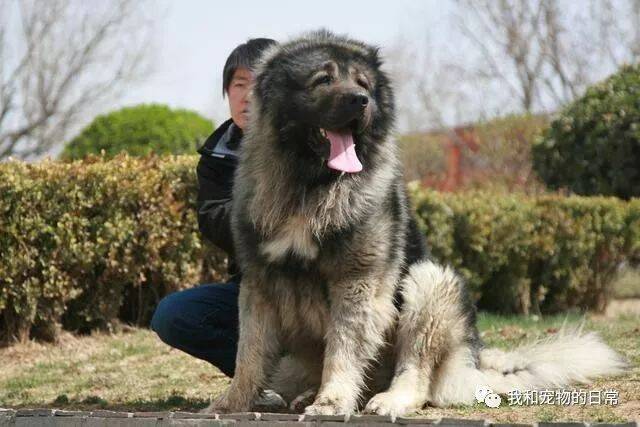 这只高加索犬的饭量把工作人员都吓到了 ，养它相当于多养三个人！
