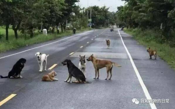 马路上有一群流浪狗围成一个圈挡路，怎么撵也不走，最后让人们为之感动！