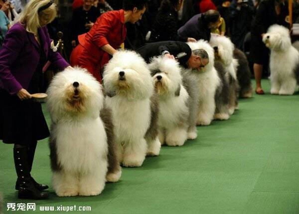 美国西敏寺犬展的宠物狗狗们