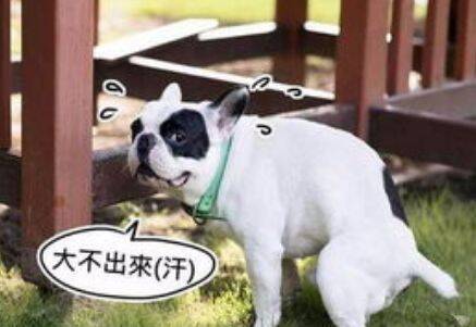 【荐读】宠物每日小知识-夏季,狗狗上火便秘怎么办？