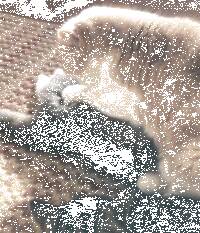 一只猫给另一只猫按摩，就是这姿势有点……不好说…