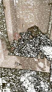 狗狗见主人经常用逗猫棒和猫玩，于是它也照做，只是结果...