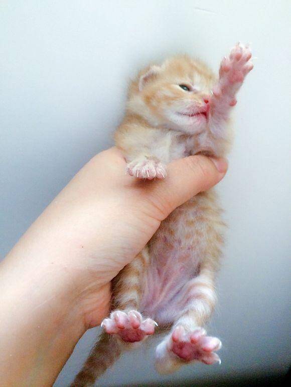 捡到一只小橘猫，喂养大半个月后，噩梦就开始了！