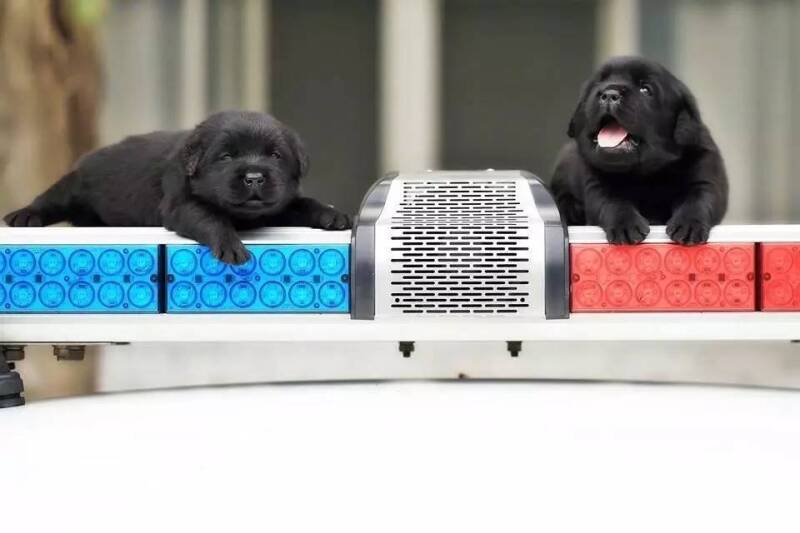 新北市警局新来了这么几只警犬……