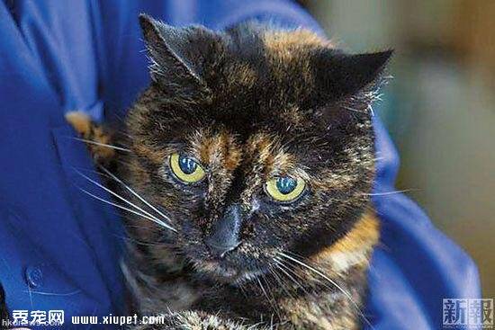 全球最长寿的猫“蒂法尼二世”逝世 相当于人类125岁