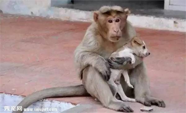 印度神猴收养了一只流浪狗，感动无数网友！
