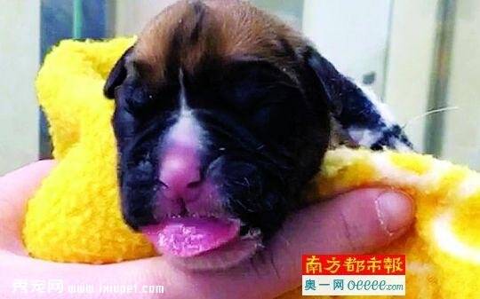 英国夫妇爱犬病死 花10万美元克隆爱犬【图】　