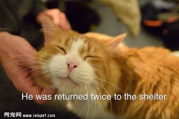 七岁猫咪橘橘为何被惨遭弃养两次
