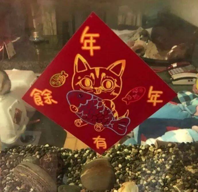 狗年春节，猫奴家的氛围却是这样滴…