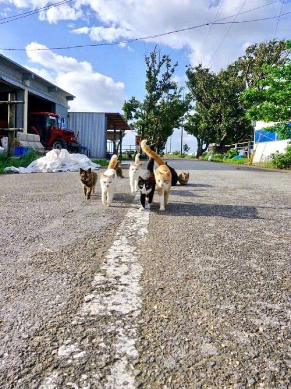 街头一群社会猫迎面走来，这气场太强了，非作战人员速速退散