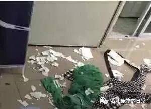 主人将犯错的猫咪绑起来以作惩戒，可接下来它的举动把主人弄得哭笑不得！