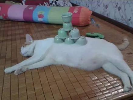 网友说，自家猫睡的跟猪似的，朋友不信，试了一下，于是...