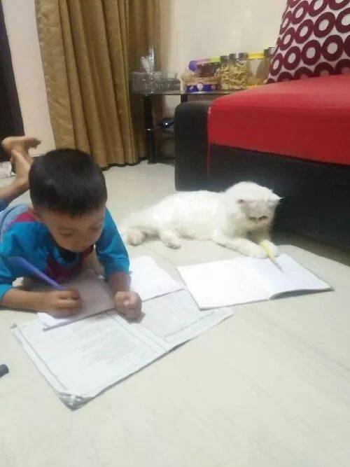 猫陪小主人一起写作业，5分钟后人猫俱躺
