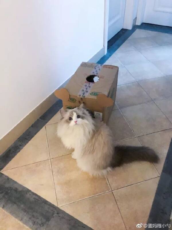 网友给布偶猫一个纸盒子，布偶开心到....
