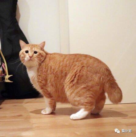 北冥有猫，其名为橘，橘之大，一人抱不下……