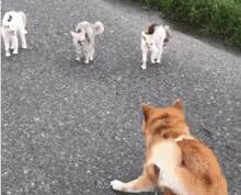 柴犬在路上遇到3只猫，刚开始还很淡定，可下一秒就笑喷了....