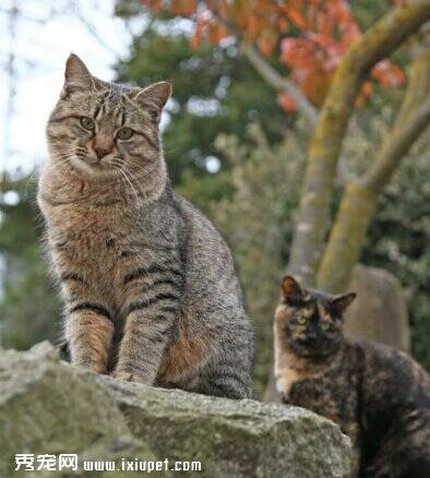 顶一个！科学家研究猫语言，将有望编写“猫语字典”