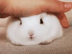 我真的是一只兔兔，不是棉花糖