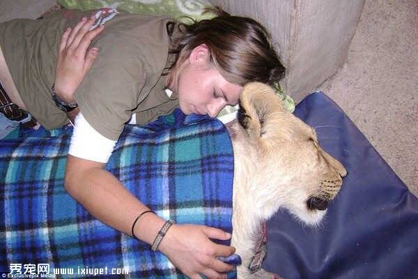 南非女动物保护员与狮子相抱入睡