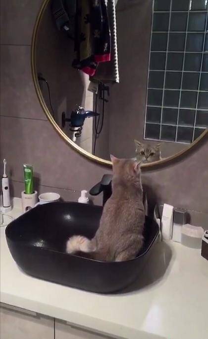 猫咪在洗脸盆里边照镜子边上厕所，还一脸的淡定，网友快要崩溃了