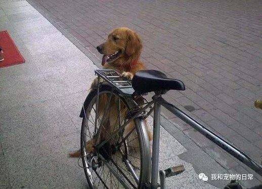 家里的自行车经常被偷走，自从养了只金毛后，车子再也没丢过！