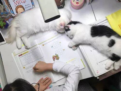 小主人在写作业，两猫趴在作业本上陪着，好定力
