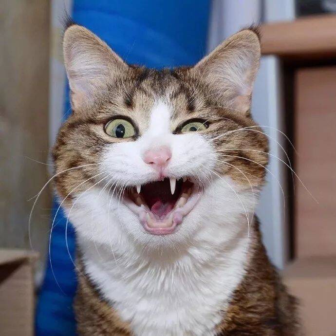 一只名叫Rexie的猫，每一个笑容都是表情包，太有戏了！