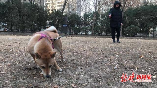 北京小区文明养犬新招数